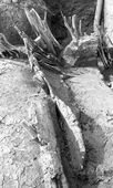 Boomstamboot Stavoren. In 1964 werd bij een opgraving in Stavoren een boomstamboot aangetroffen. De context suggereert een datering in de twaalfde eeuw. Anders dan in andere delen van Europa is een boomstamboot met een middeleeuwse datering een hoge uitzondering in Nederland.