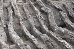 V-vormige wrangen. Overzicht v-vormige wrangen uit het achterschip van het scheepswrak E 34, gevonden in Oostelijk Flevoland in de gemeente Lelystad en opgegraven in 2011/2012. 